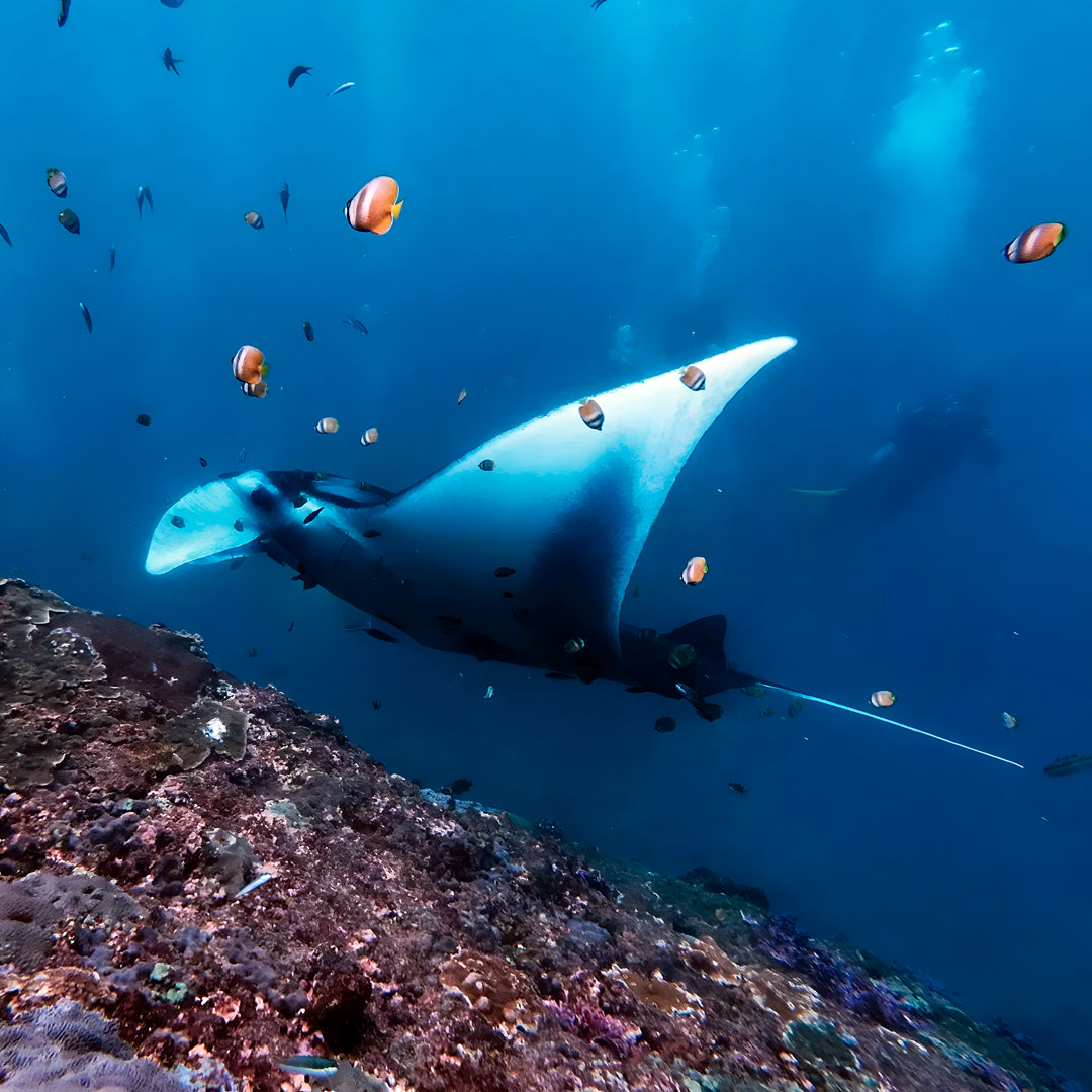 Maldives SSI Open Water Diver Course