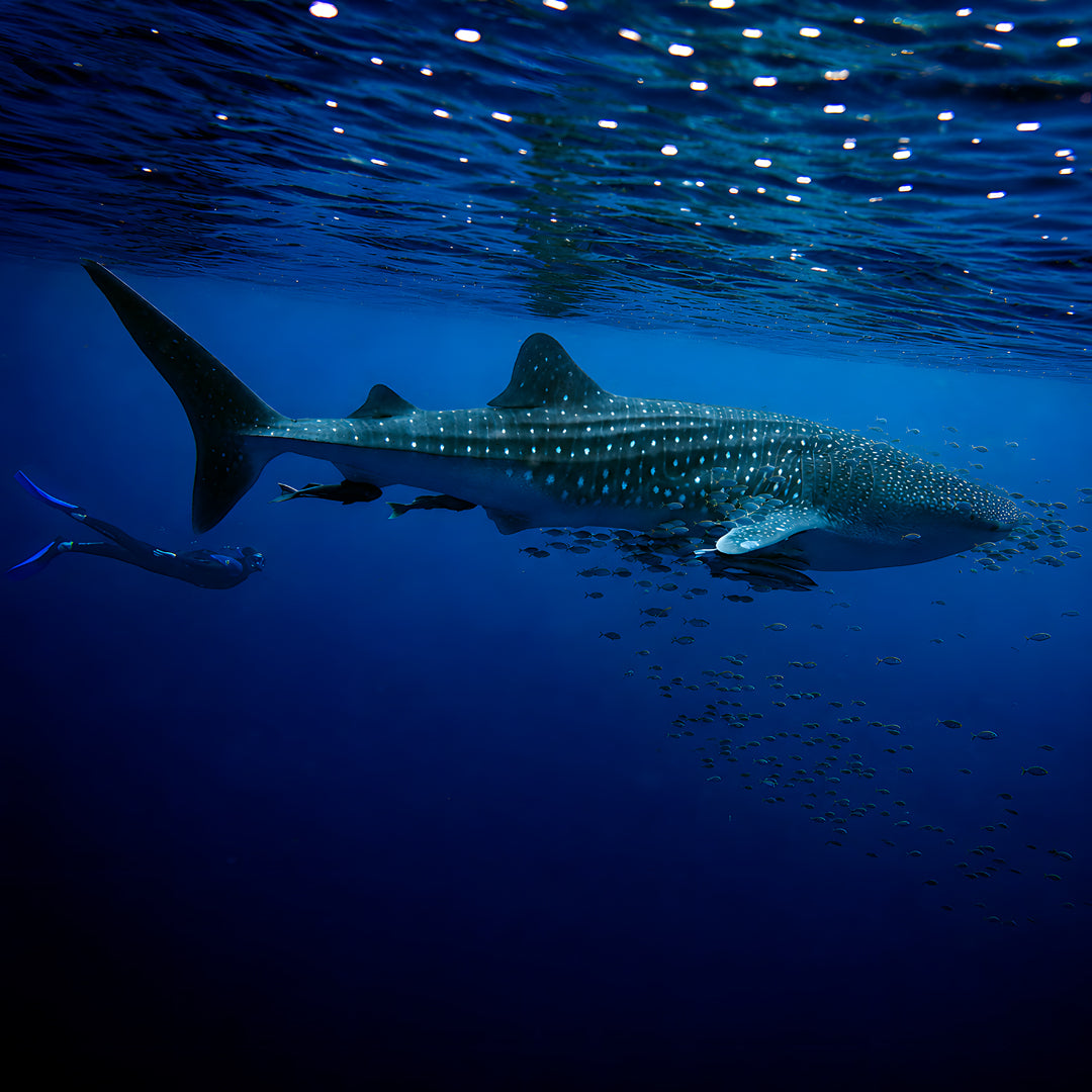 Dive & Relax Package in Maldives