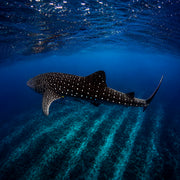 Sharks Ecology & Conservation Specialty Course