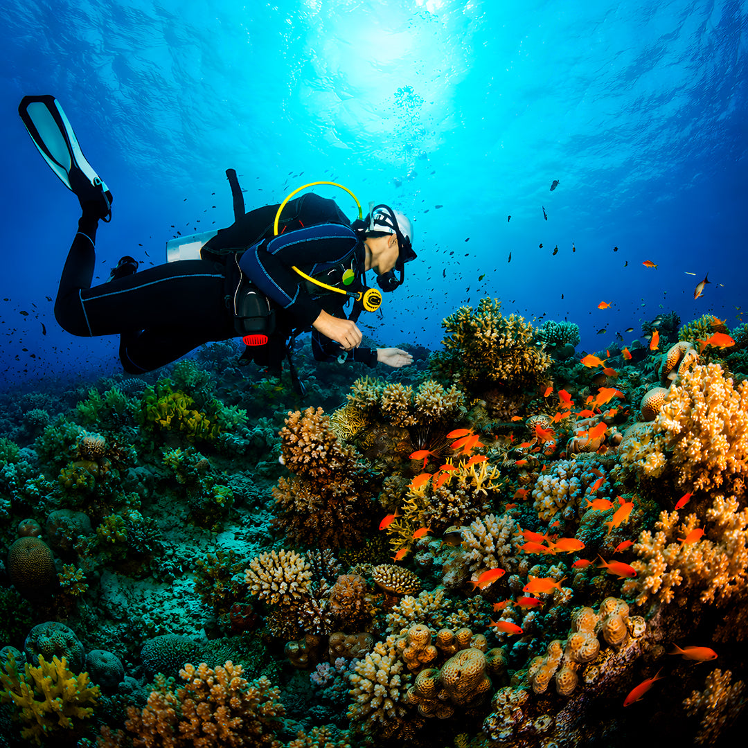 Sharks Ecology & Conservation Specialty Course