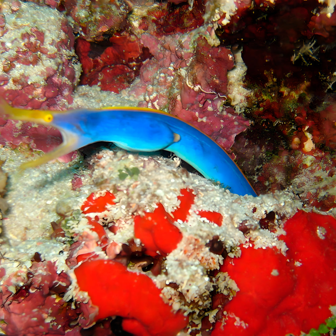 Maldives SSI Open Water Diver Course