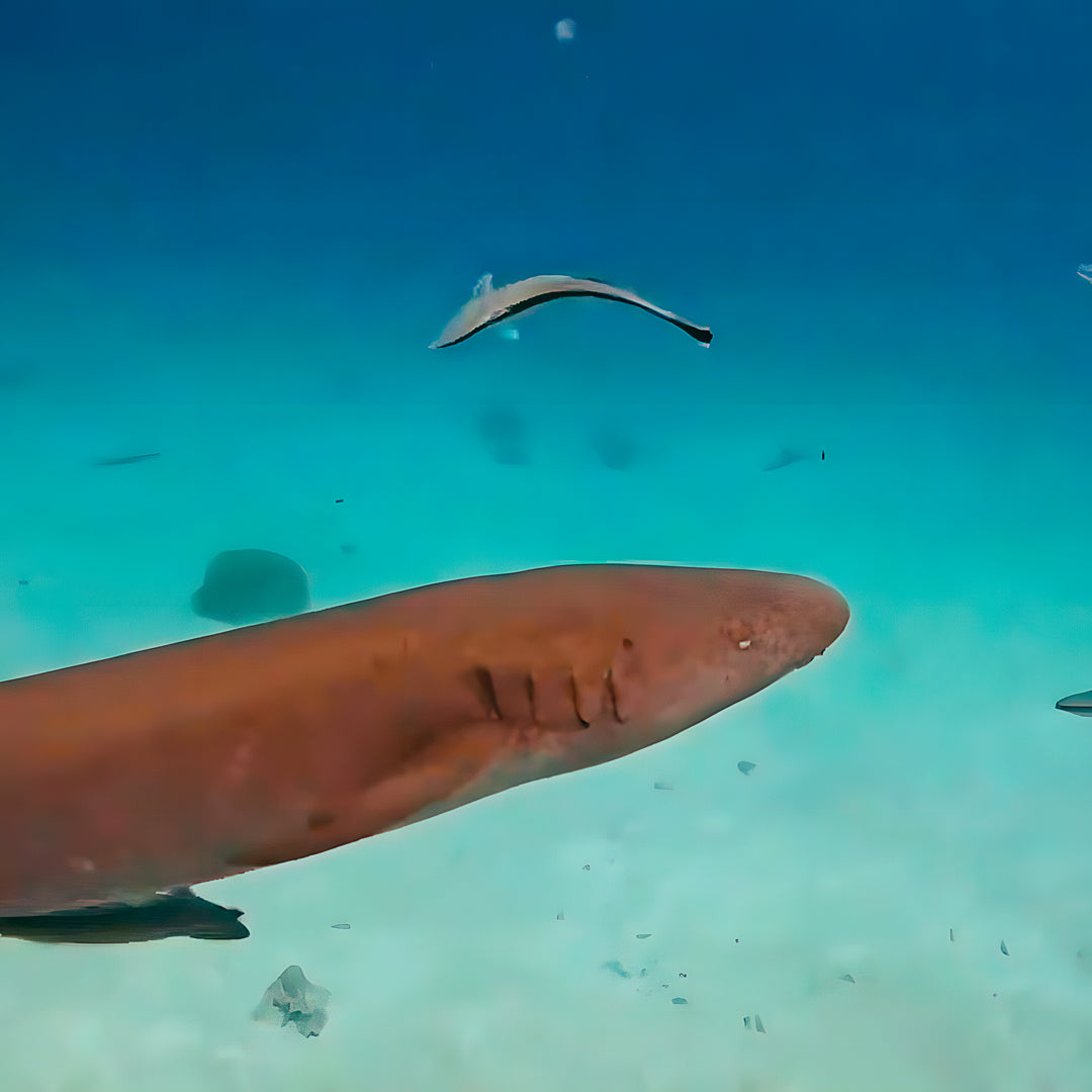 SSI Wreck Scuba Dive Course in Maldives