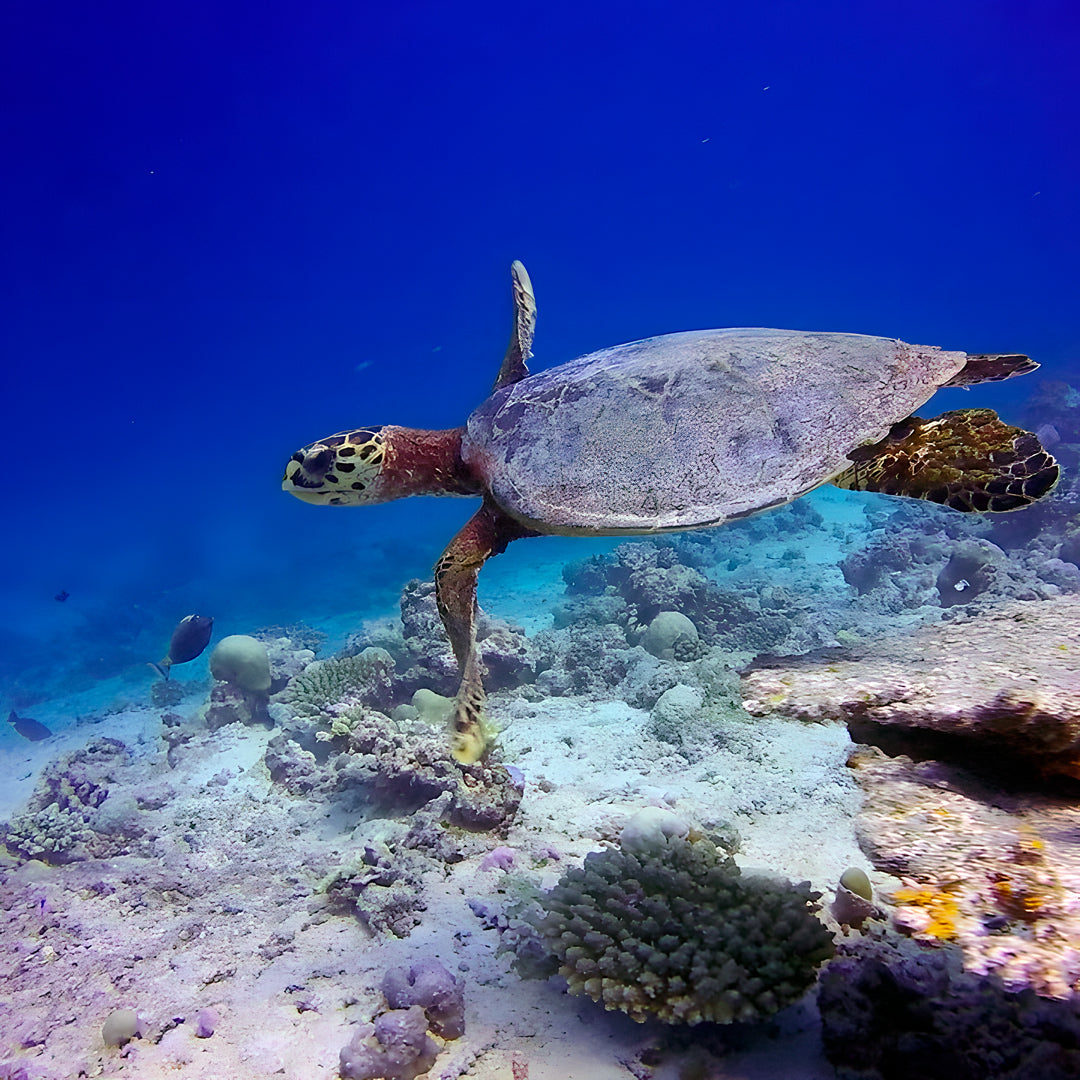 South Ari Atoll Scuba Diving Resort Trip