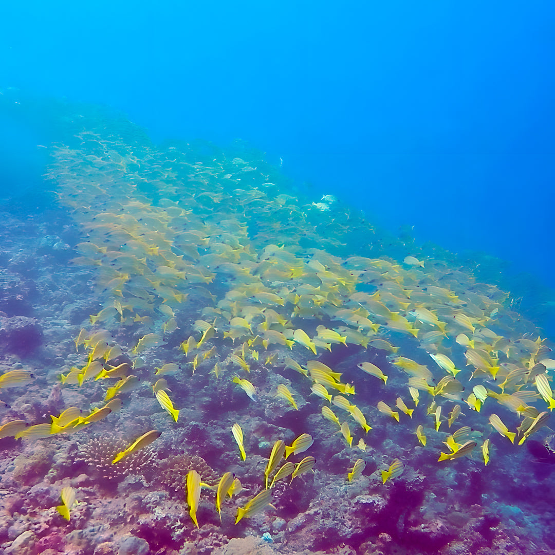 Dive & Relax Package in Maldives