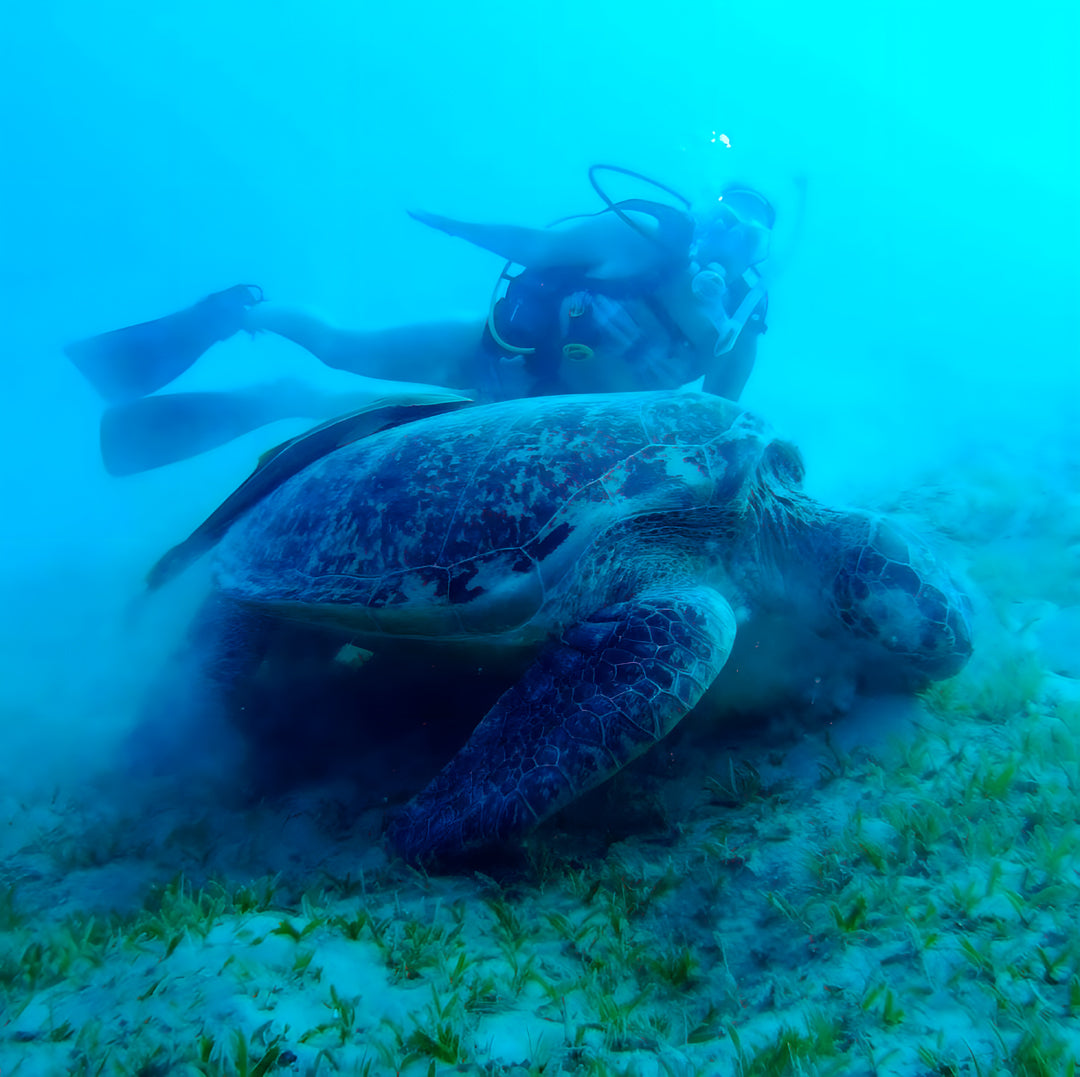Sharks Ecology & Conservation Specialty Course