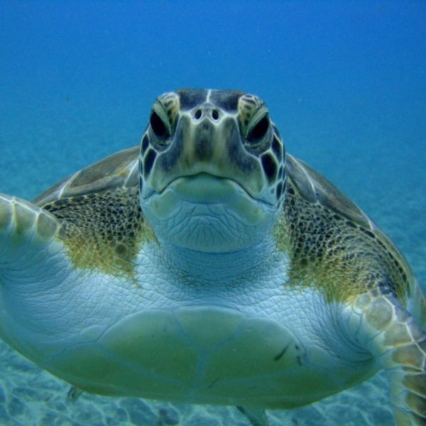 Beginner Discovery Scuba Dive