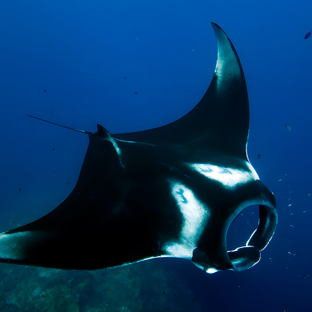 SSI Deep Diver Scuba Diving Course