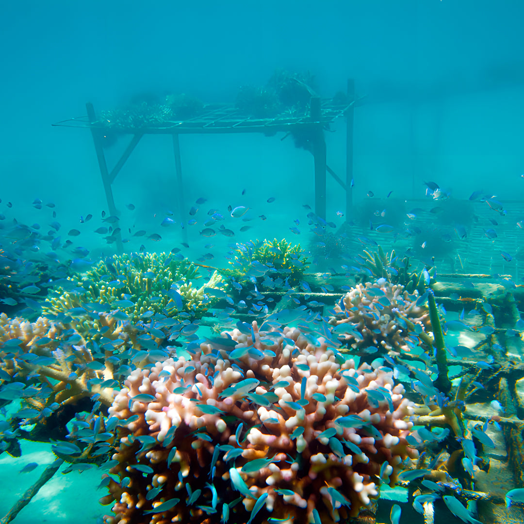 Maldives SSI Open Water Diver Course