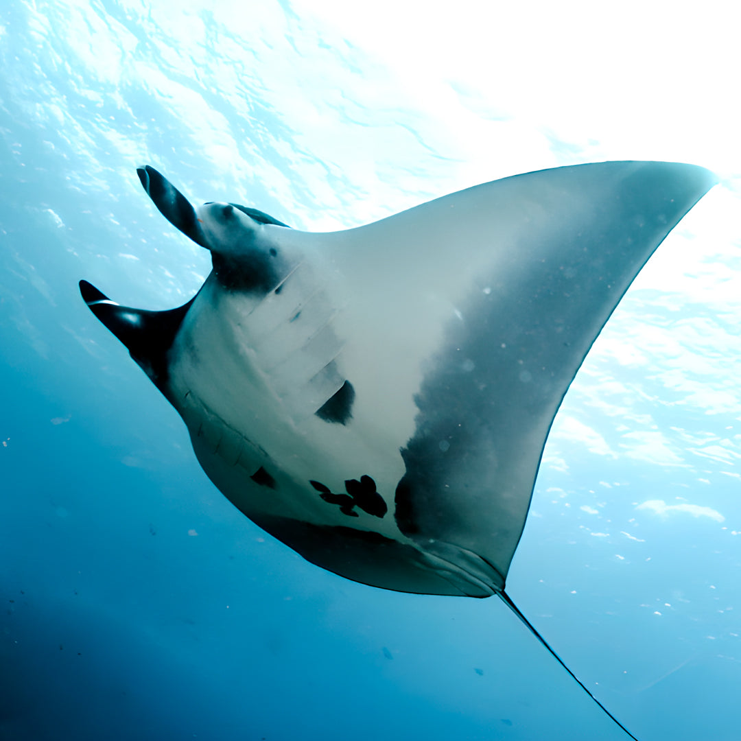 SSI Advanced Open Water Diver Course in Maldives