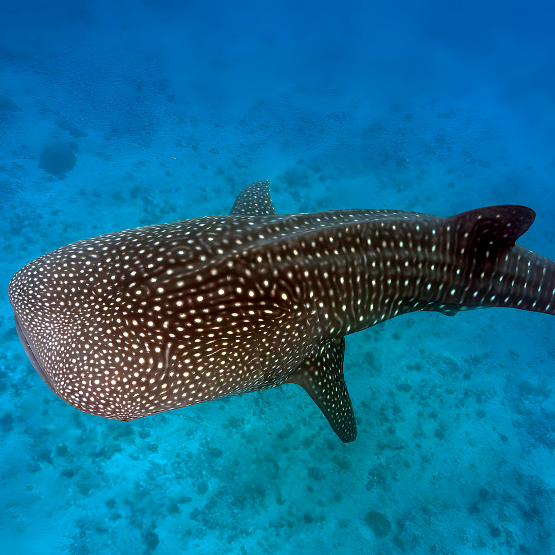 Sharks Ecology & Conservation Specialty Course