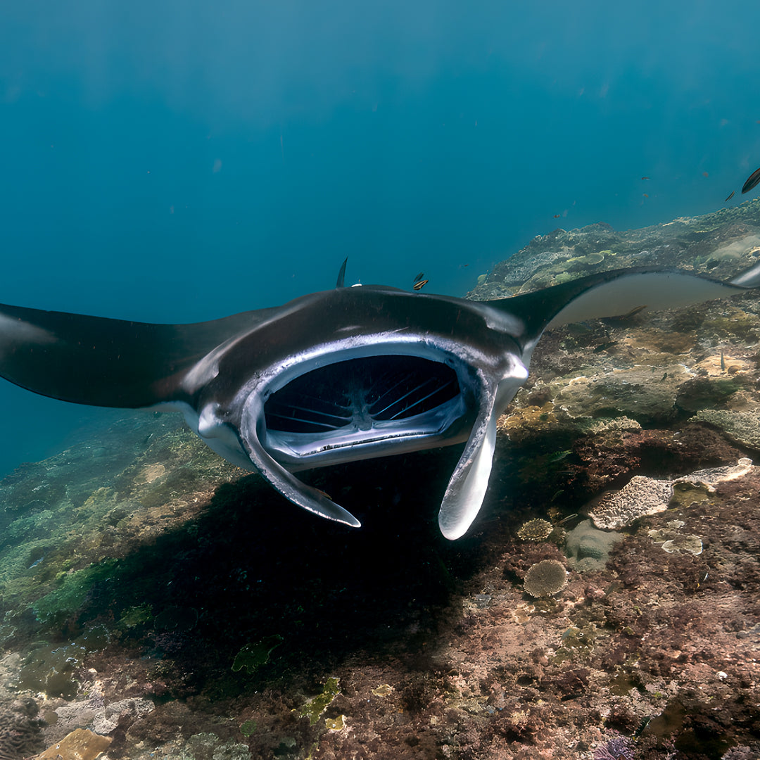 SSI Deep Diver Scuba Diving Course