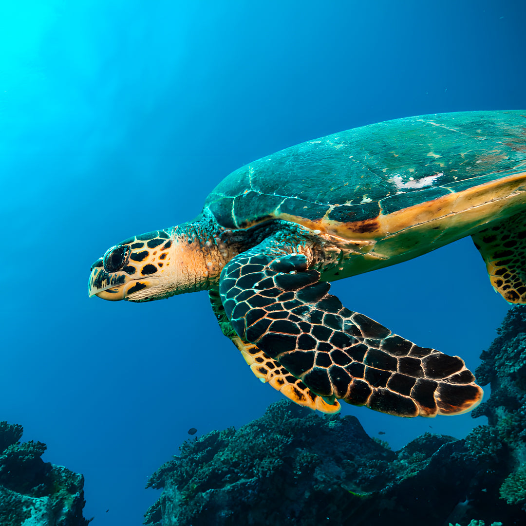 SSI Divemaster Scuba Diving Course in Maldives