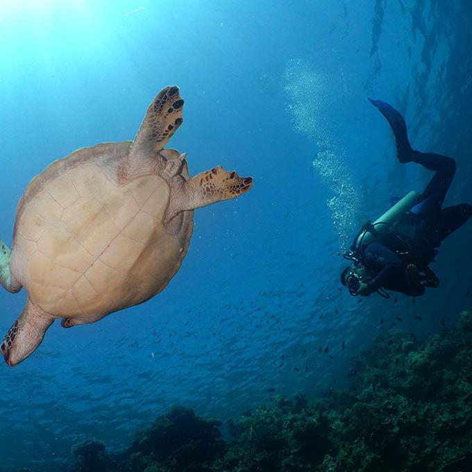 PADI Divemaster Certification Course in Cebu