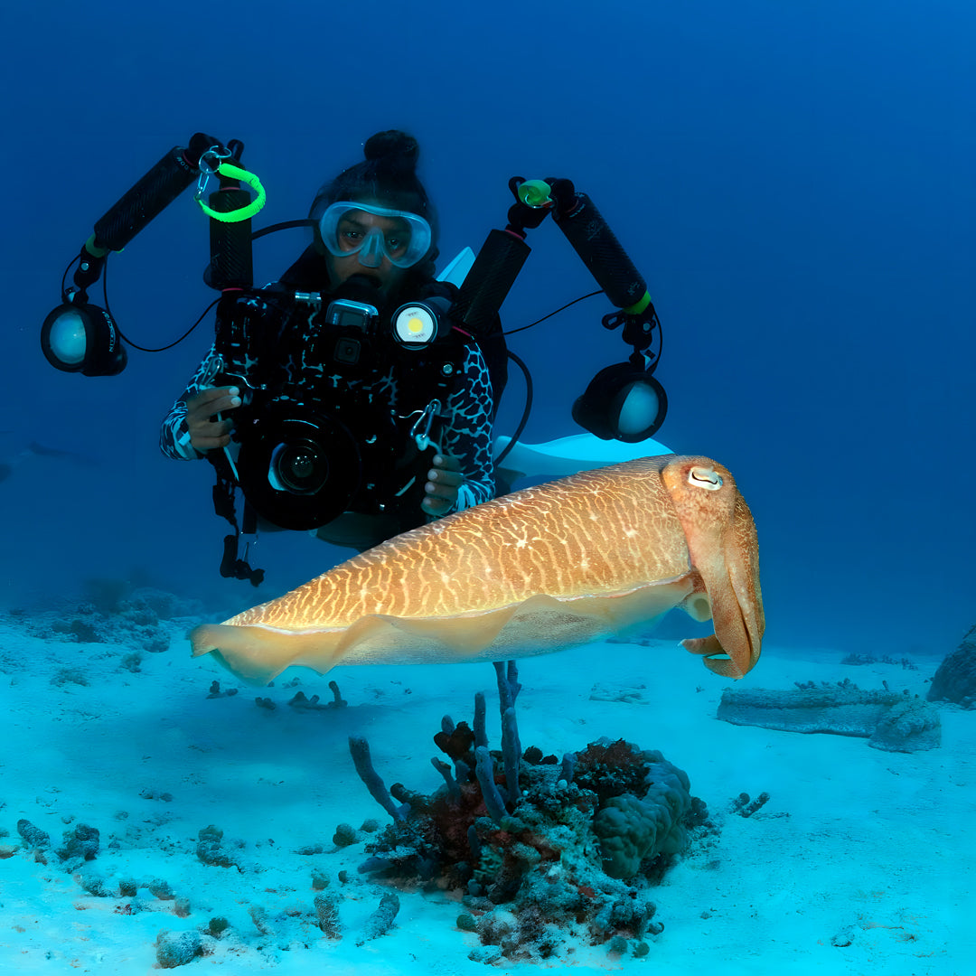 Vaavu Atoll Maldives Dive Holiday