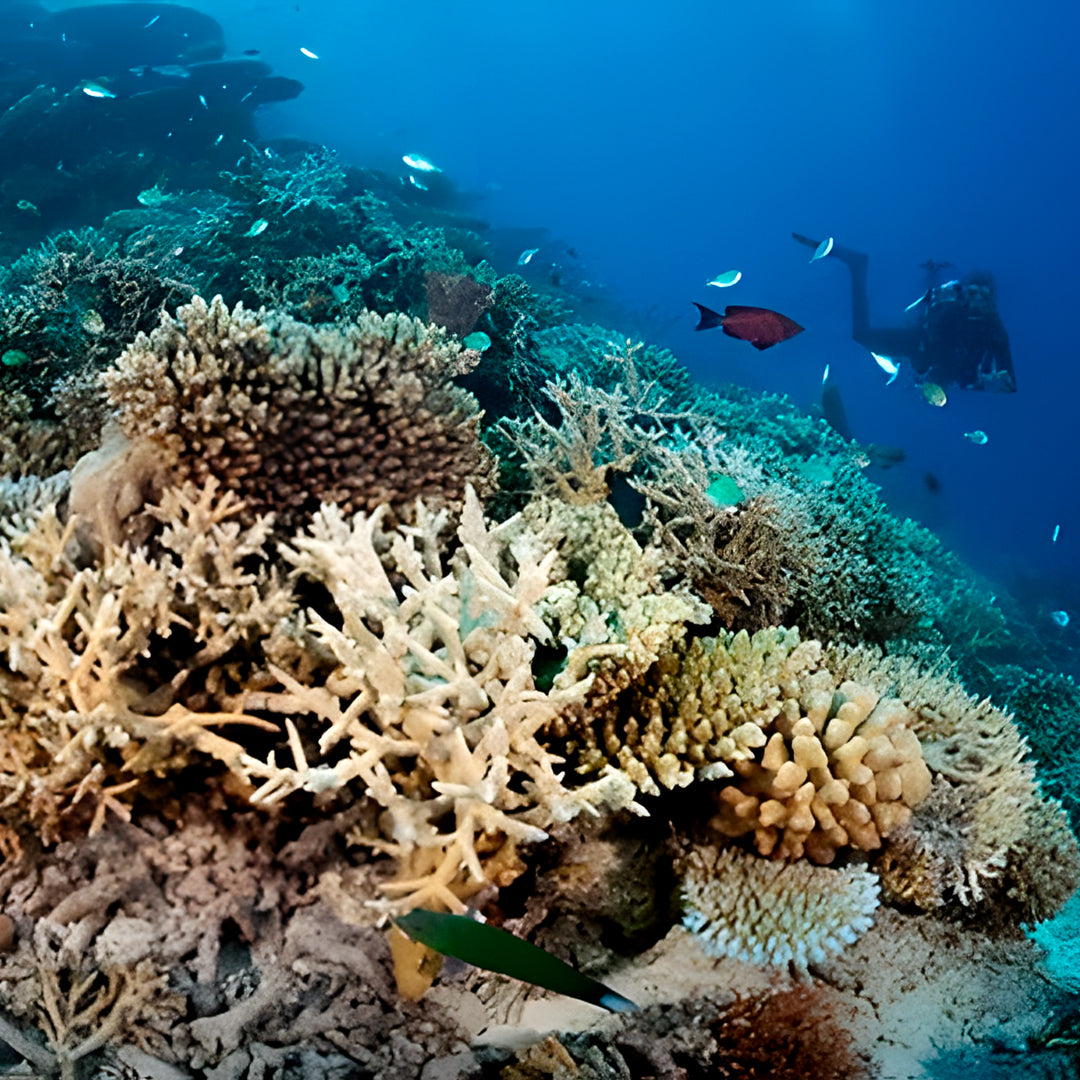 Vaavu Atoll Reef Scuba Diving Week