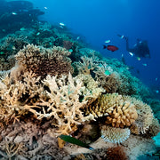 Semana de buceo en el arrecife del atolón Vaavu