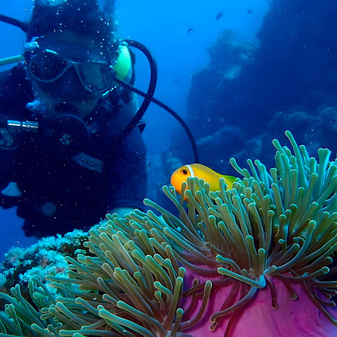 Vaavu Atoll Maldives Dive Holiday