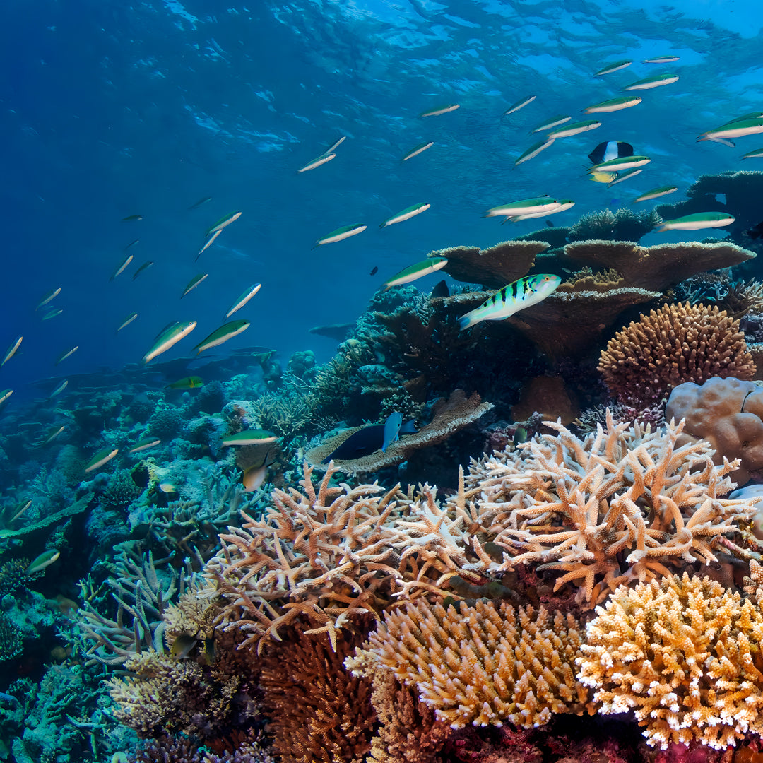 Vaavu Atoll Reef Scuba Diving Week