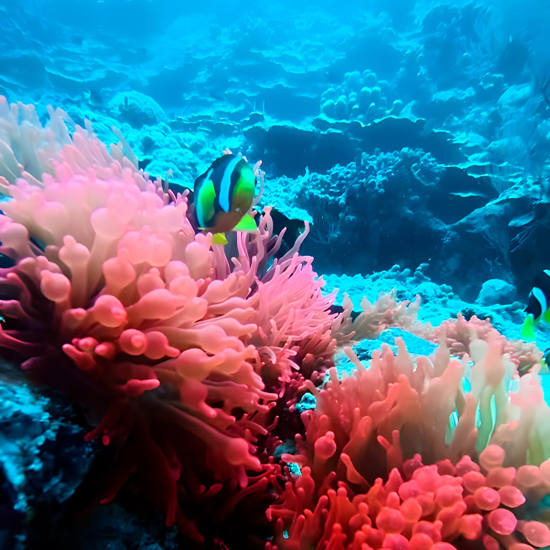 Maldives Advanced Open Water Diver Course and Stay