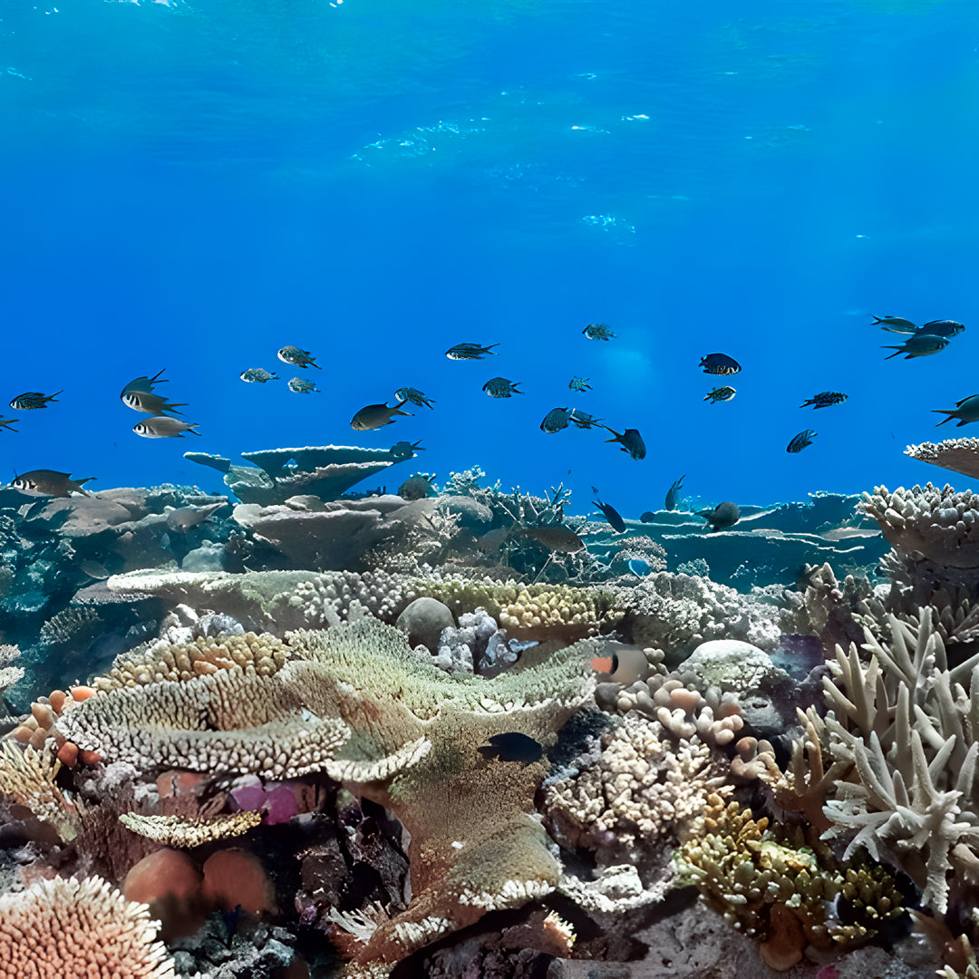 Vaavu Atoll Reef Scuba Diving Week