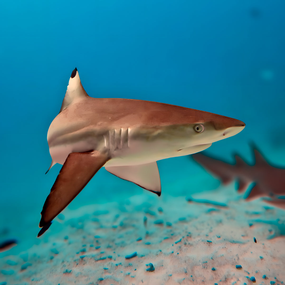 10-Night Maldives Dive Adventure