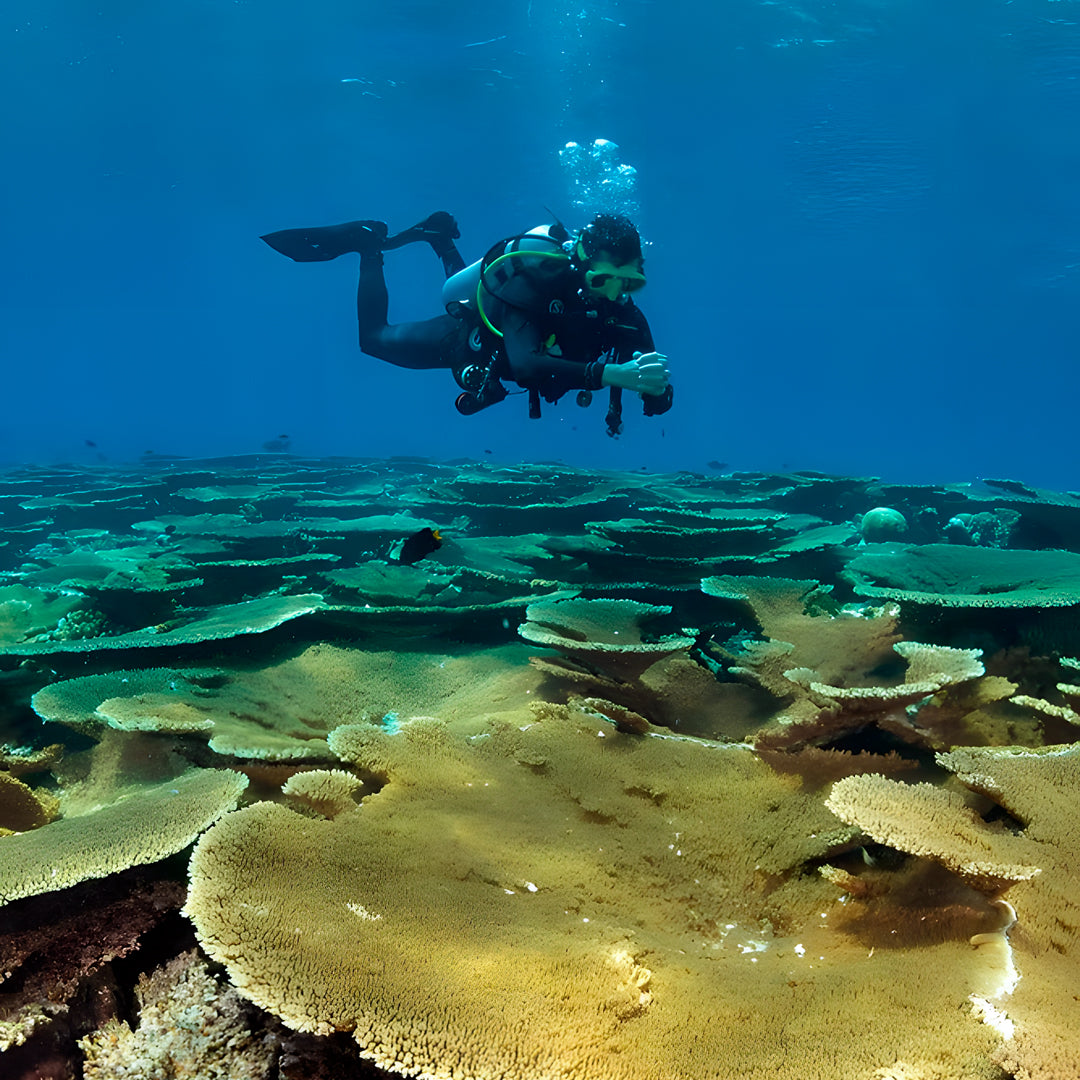 Vaavu Atoll Reef Scuba Diving Week