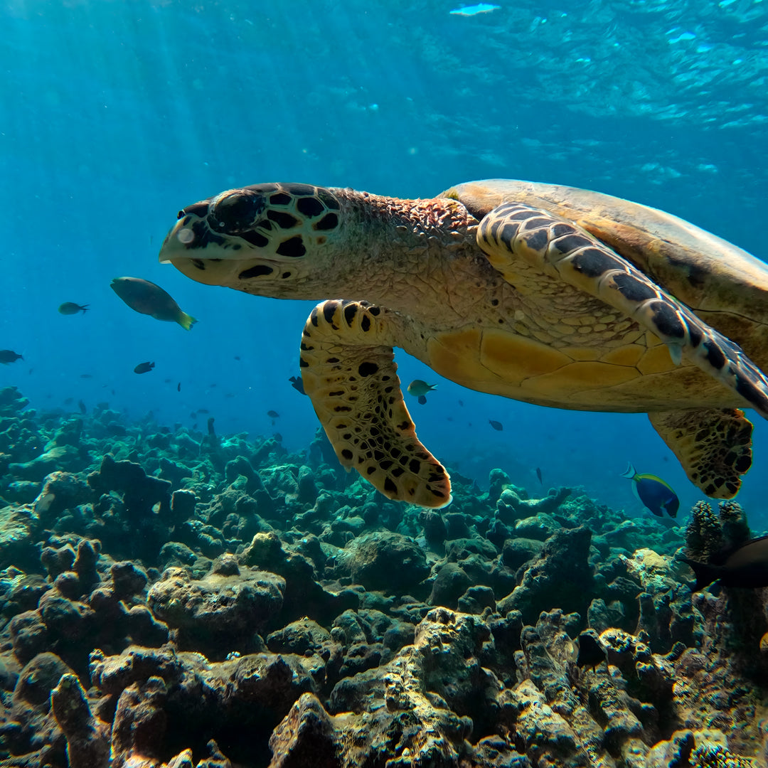 Vaavu Atoll Maldives Dive Holiday