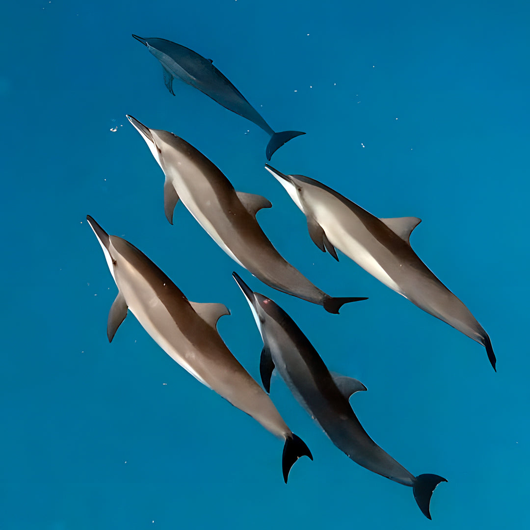 Ultimate Maldives Dive Expedition