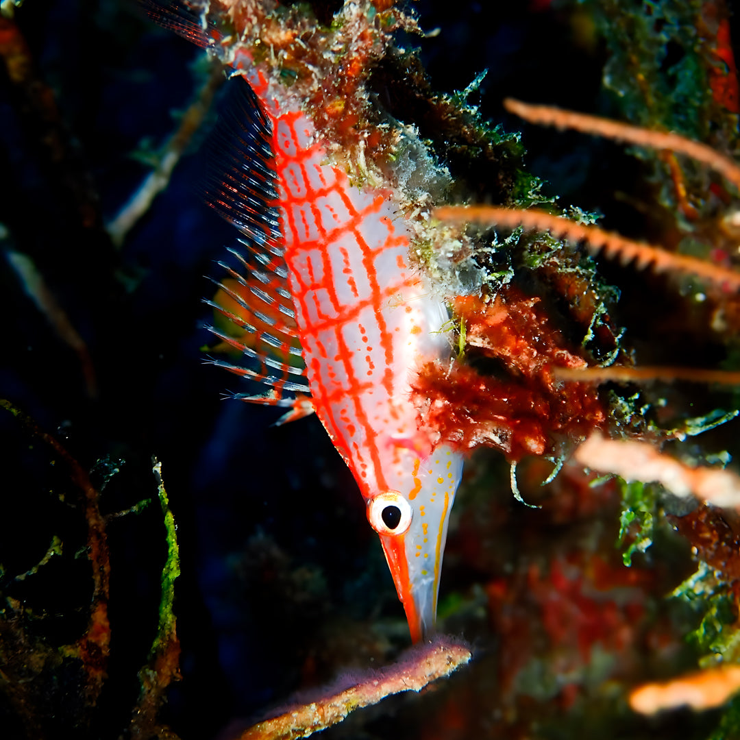 Maldives Advanced Open Water Diver Course and Stay