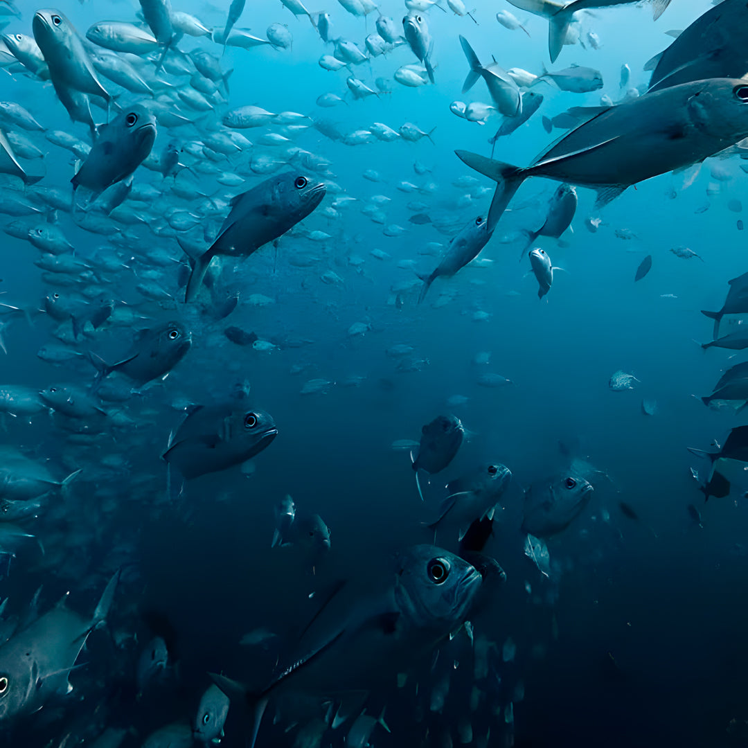 10-Night Maldives Dive Adventure