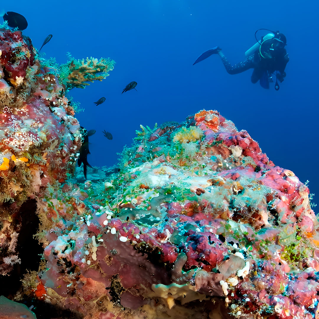 Ultimate Maldives Dive Expedition