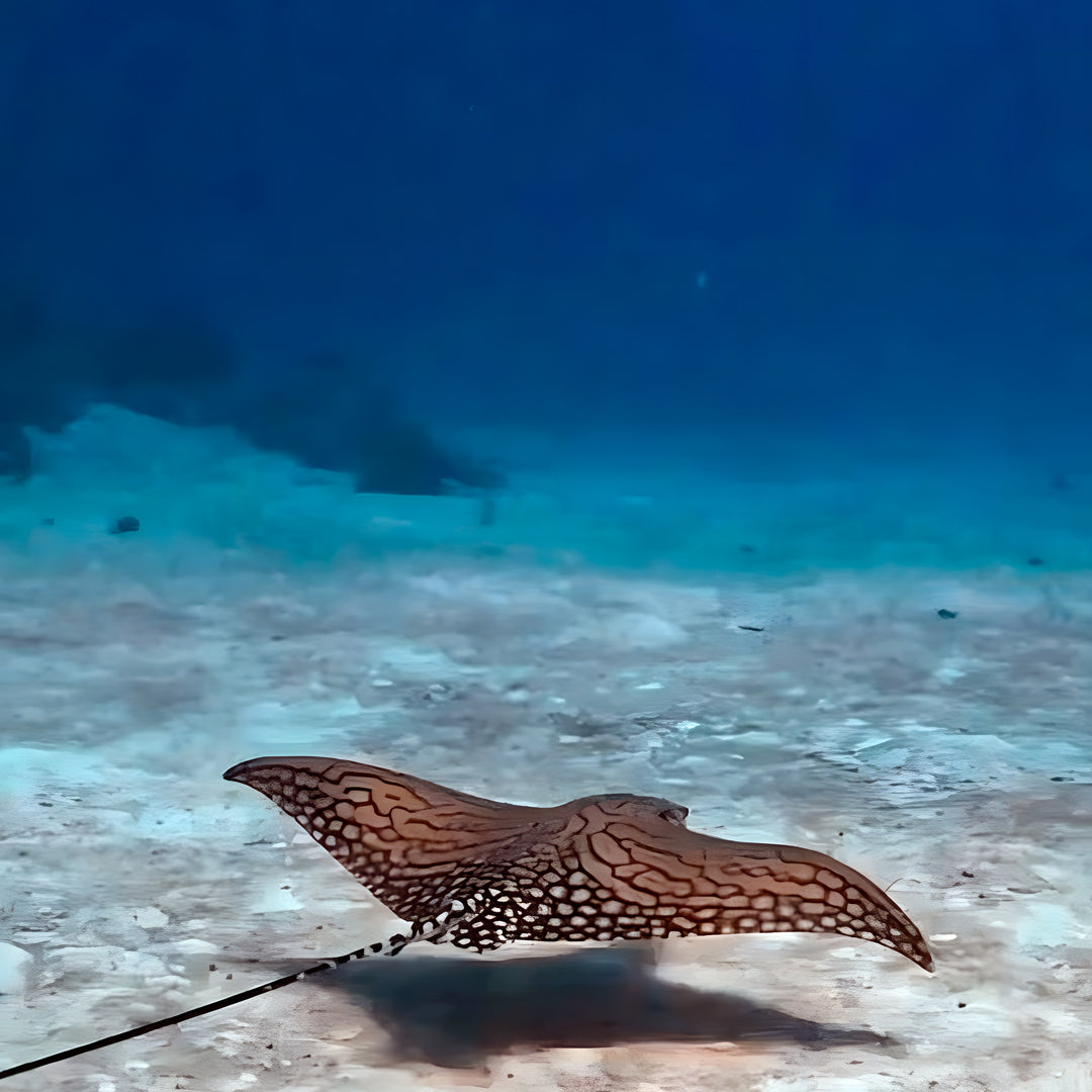 10-Night Maldives Dive Adventure
