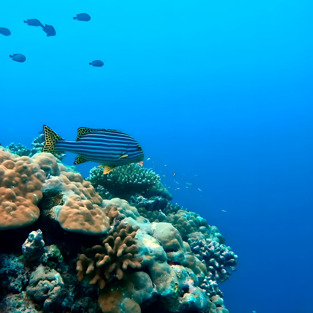 10-Night Maldives Dive Adventure