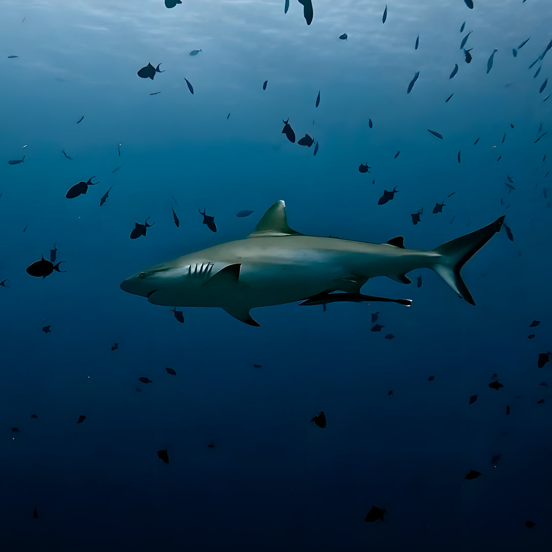 10-Night Maldives Dive Adventure