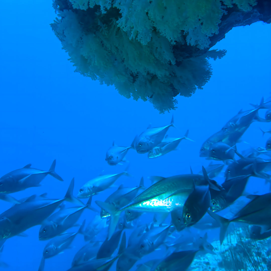 Ultimate Maldives Dive Expedition