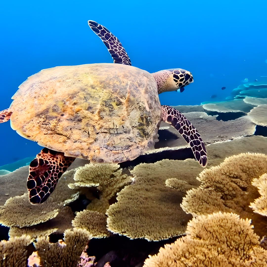 Ultimate Maldives Dive Expedition