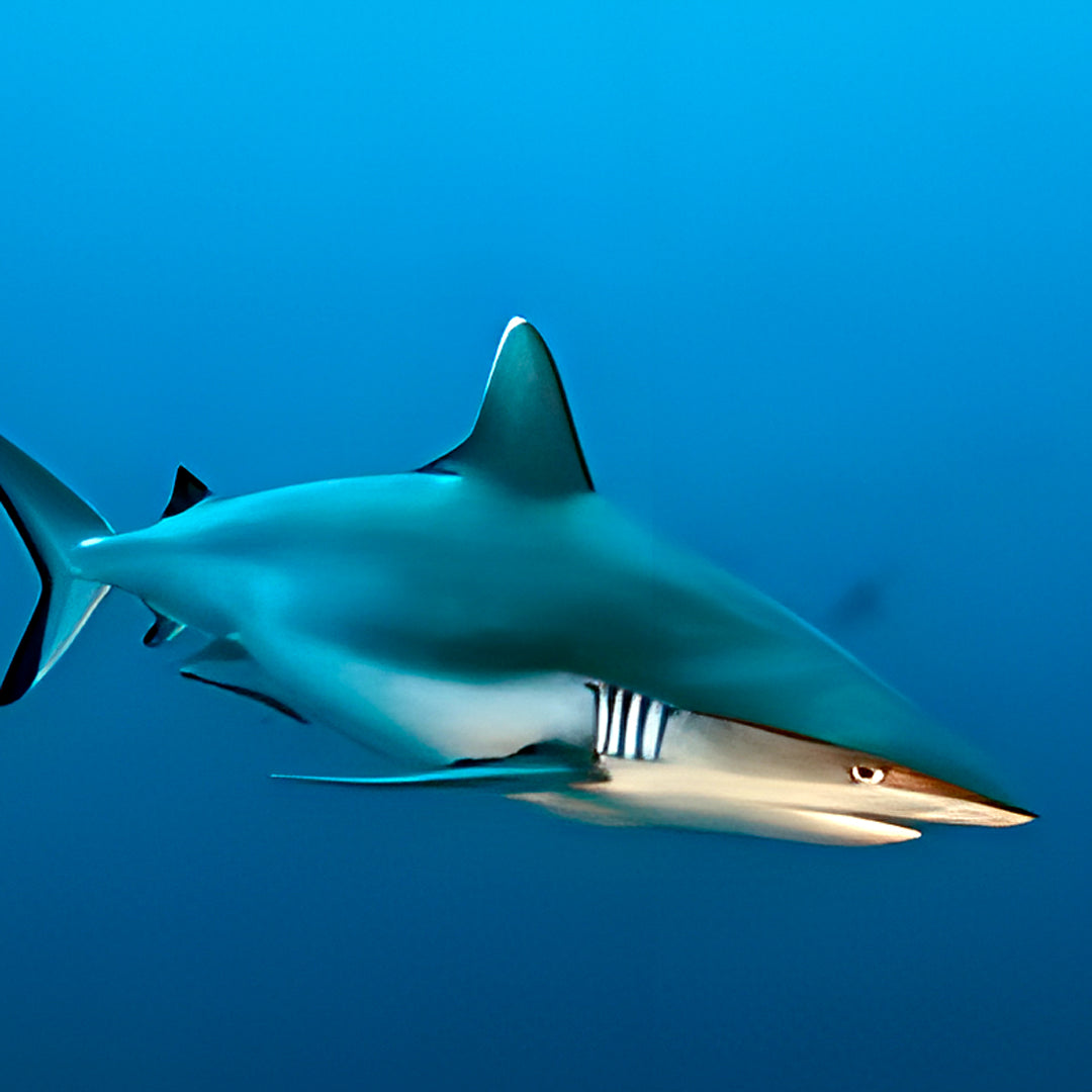 Vaavu Atoll Maldives Dive Holiday