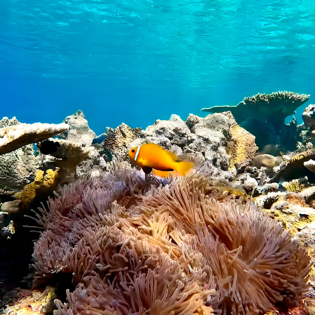 Vaavu Atoll Reef Scuba Diving Week