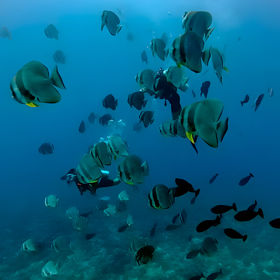 Maldives Advanced Open Water Diver Course and Stay