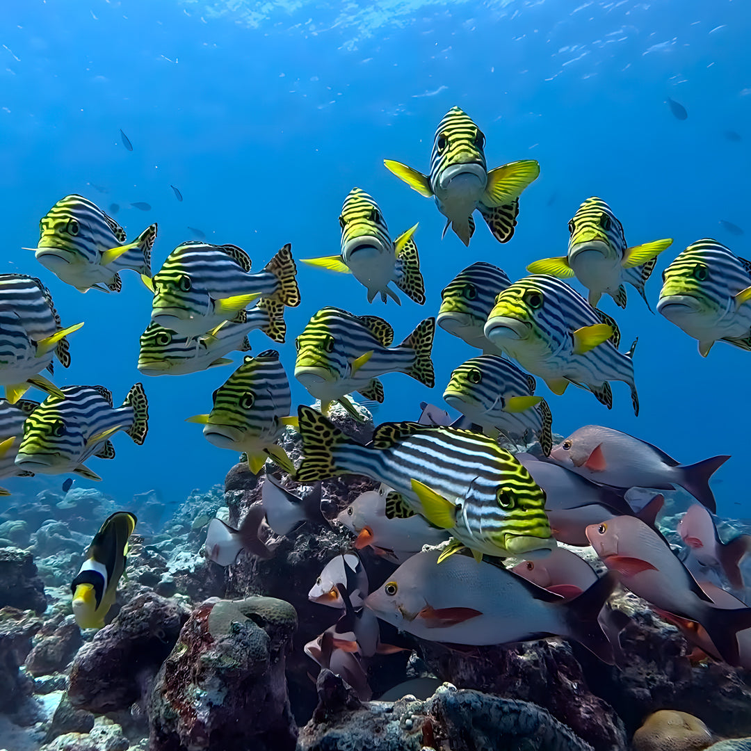 Maldives Advanced Open Water Diver Course and Stay