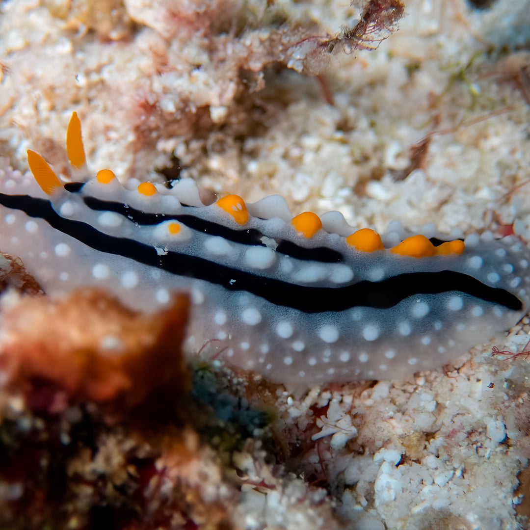 Vaavu Atoll Reef Scuba Diving Week