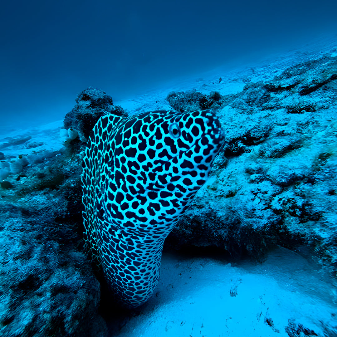 10-Night Maldives Dive Adventure