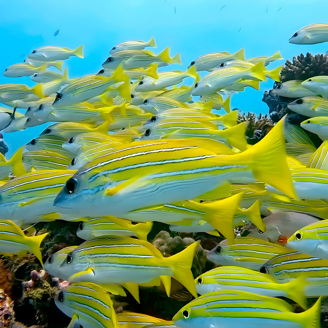 Vaavu Atoll Maldives Dive Holiday