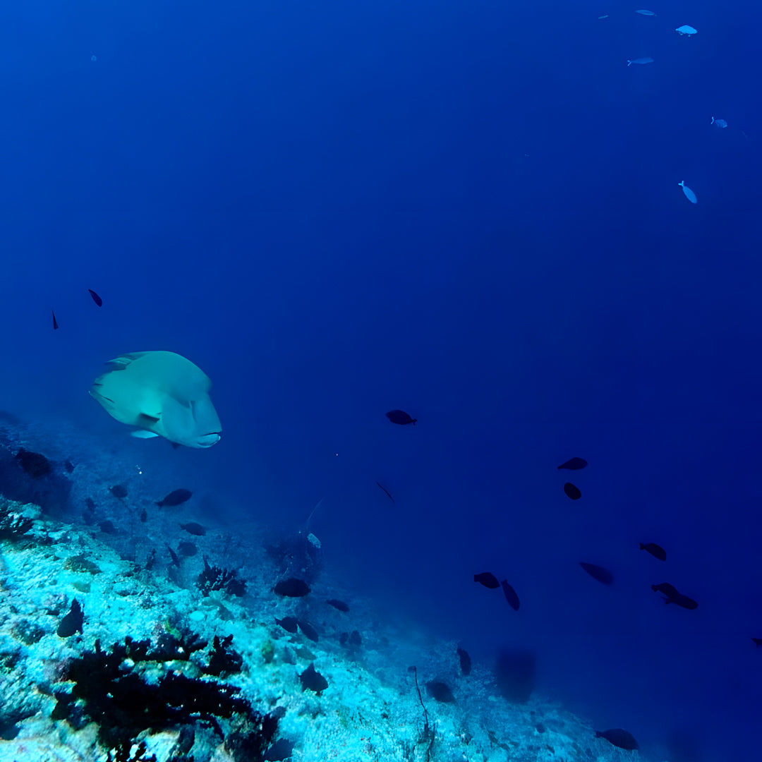 Vaavu Atoll Reef Scuba Diving Week
