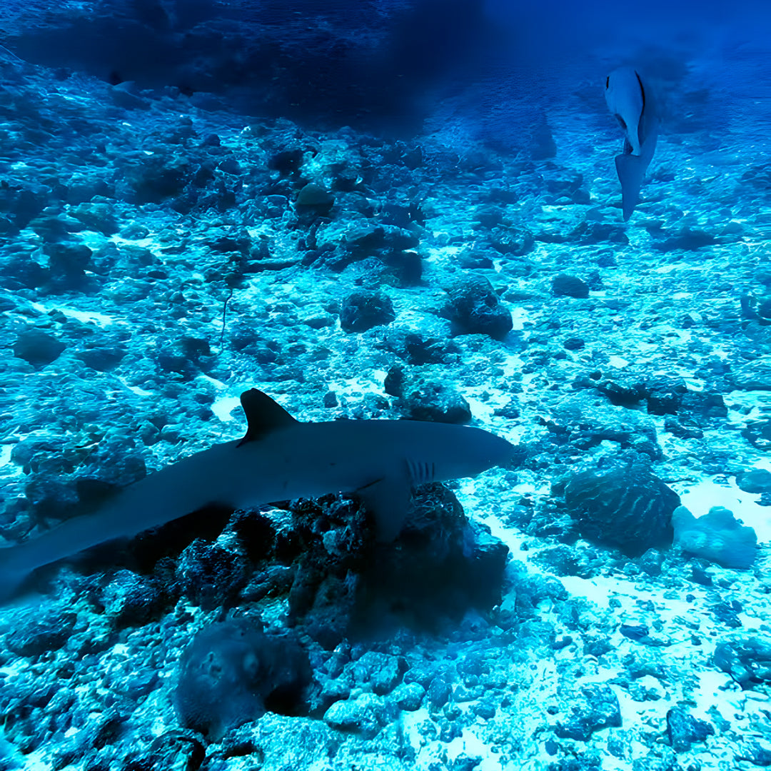Vaavu Atoll Reef Scuba Diving Week