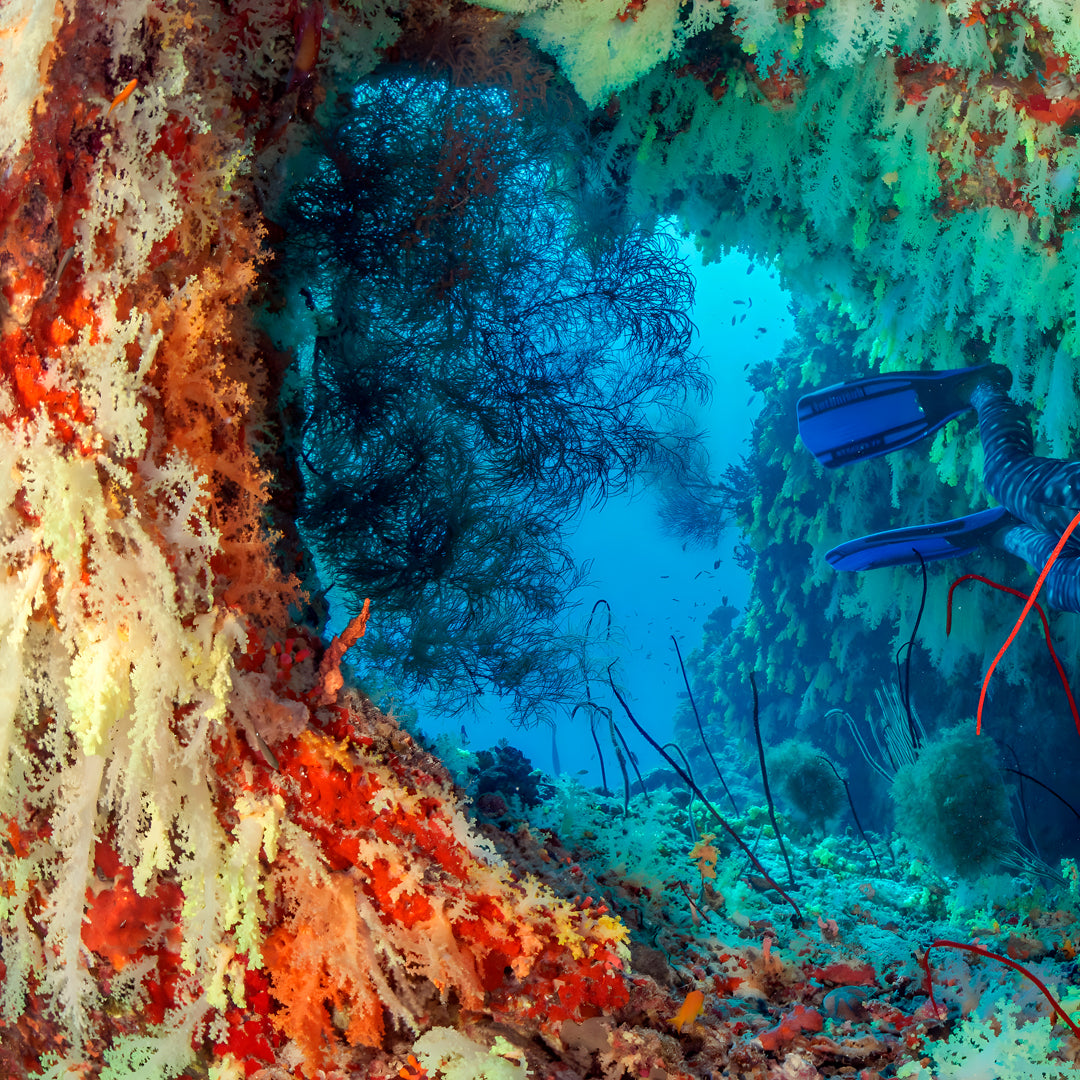 Vaavu Atoll Reef Scuba Diving Week