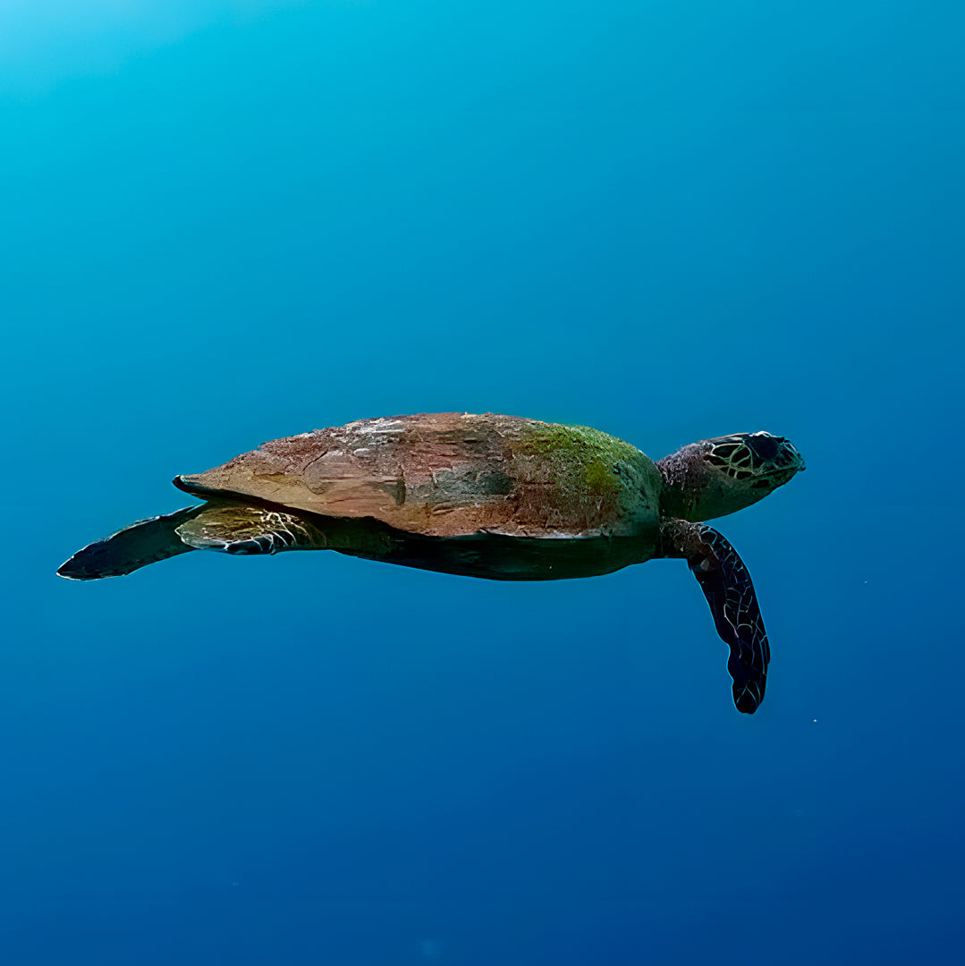 10-Night Maldives Dive Adventure