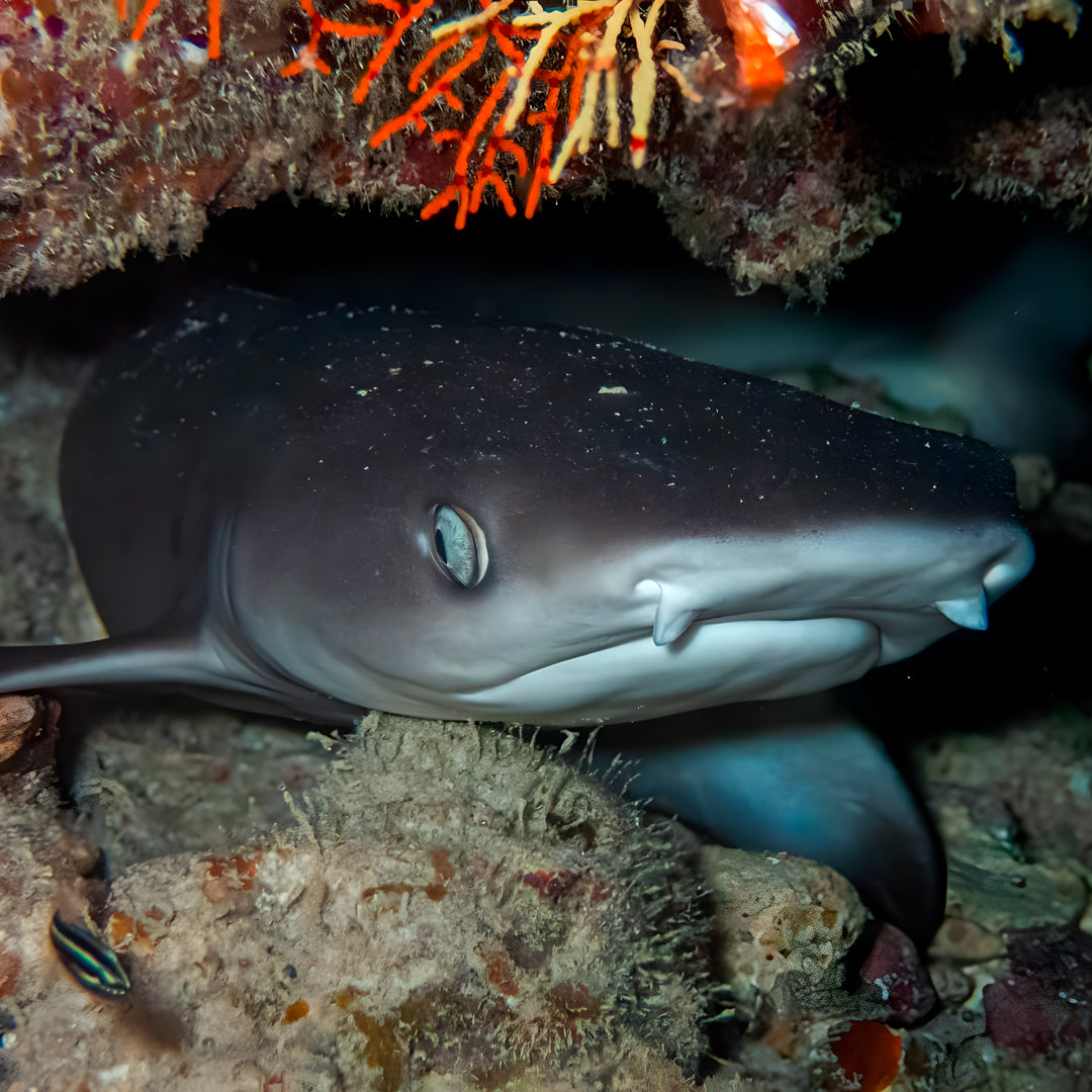 Vaavu Atoll Maldives Dive Holiday