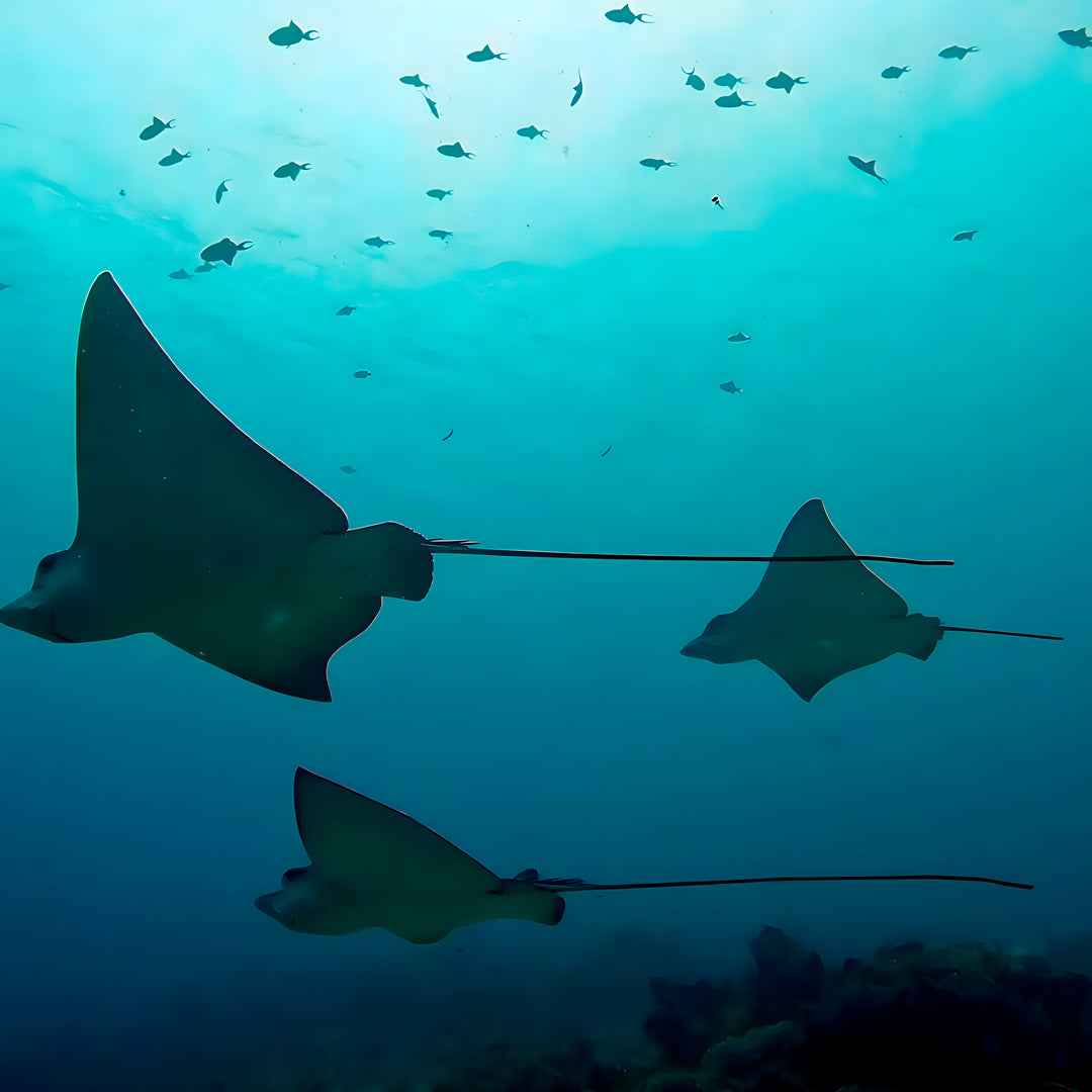 Vaavu Atoll Reef Scuba Diving Week
