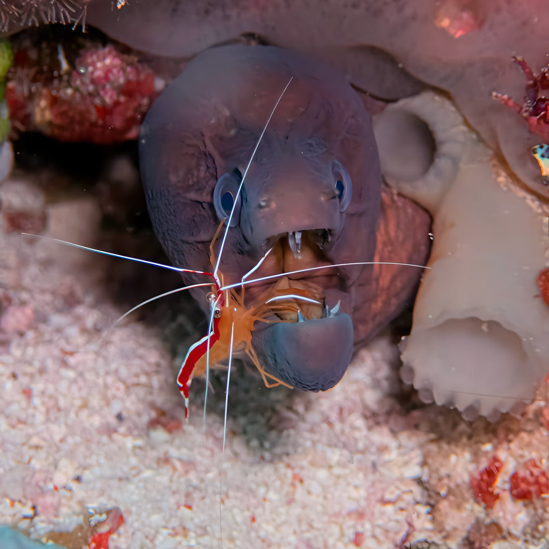 10-Night Maldives Dive Adventure